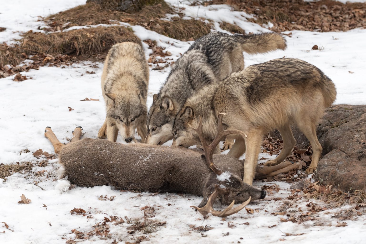 How Big Wolves Really Are