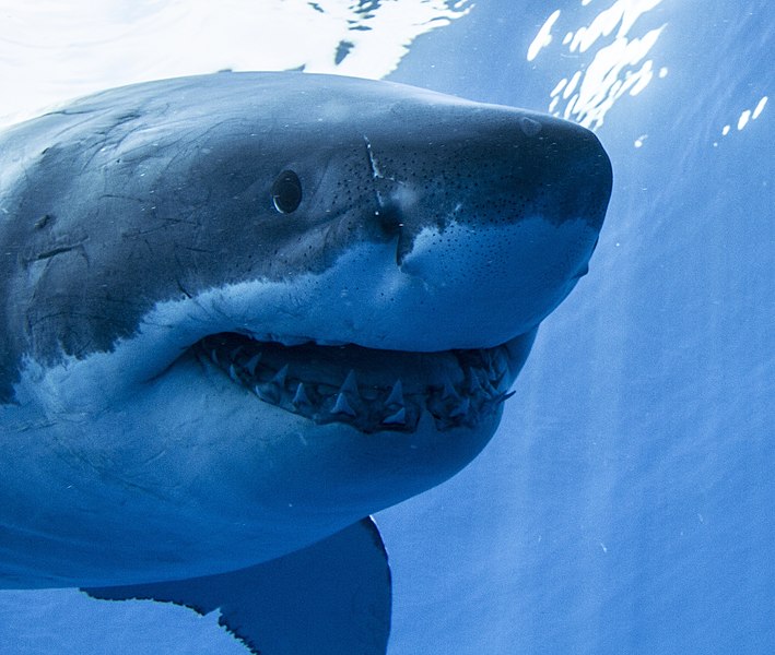 How Big Great White Sharks Can Get, and 5 Other Fascinating Shark Facts ...