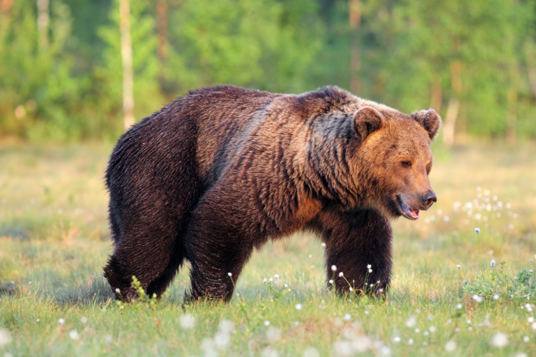 Bear Attacks: The Worst Recorded Encounters of All Time