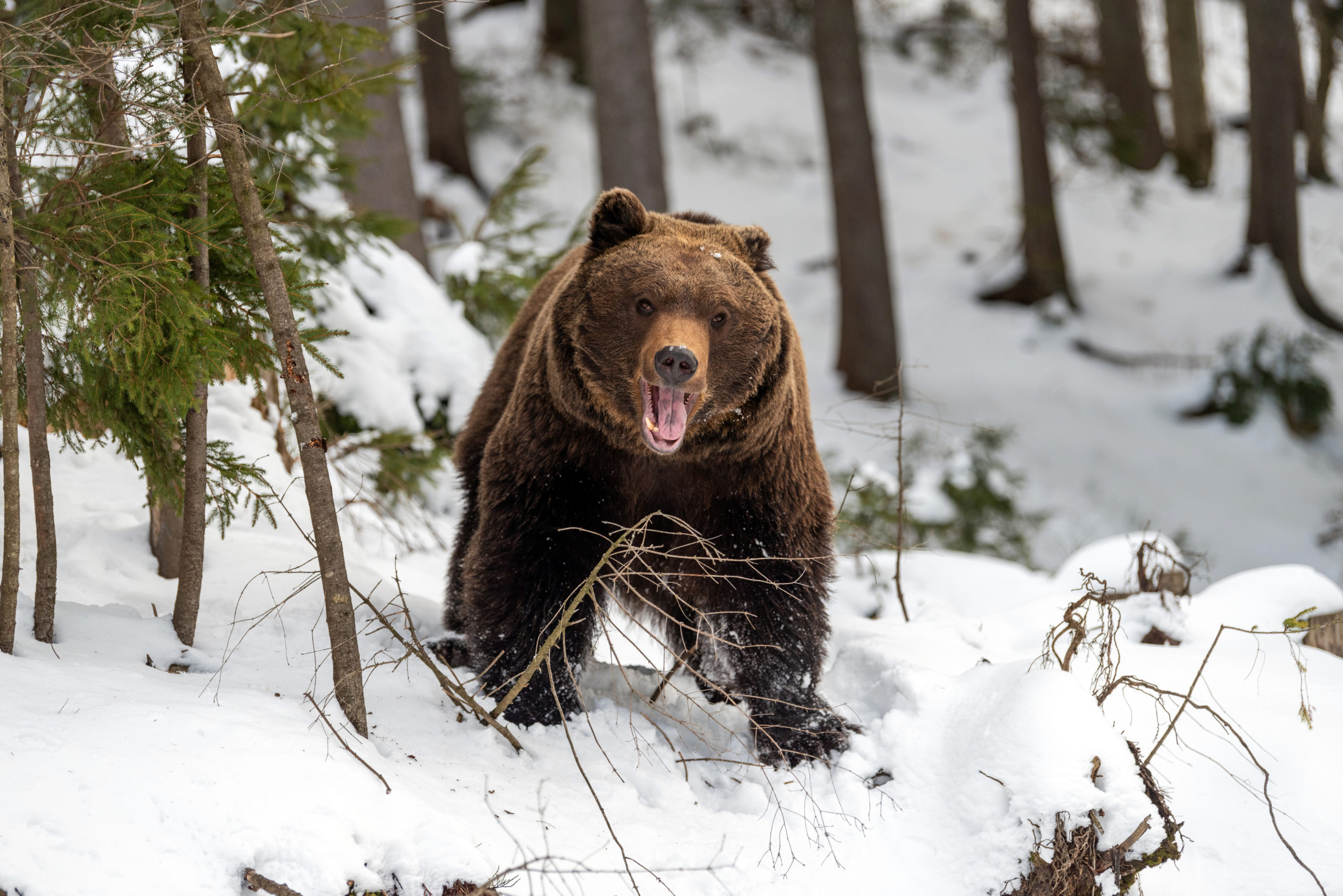 What Do Grizzly Bears Eat? And Other Fascinating Bear Facts - Wide Open ...