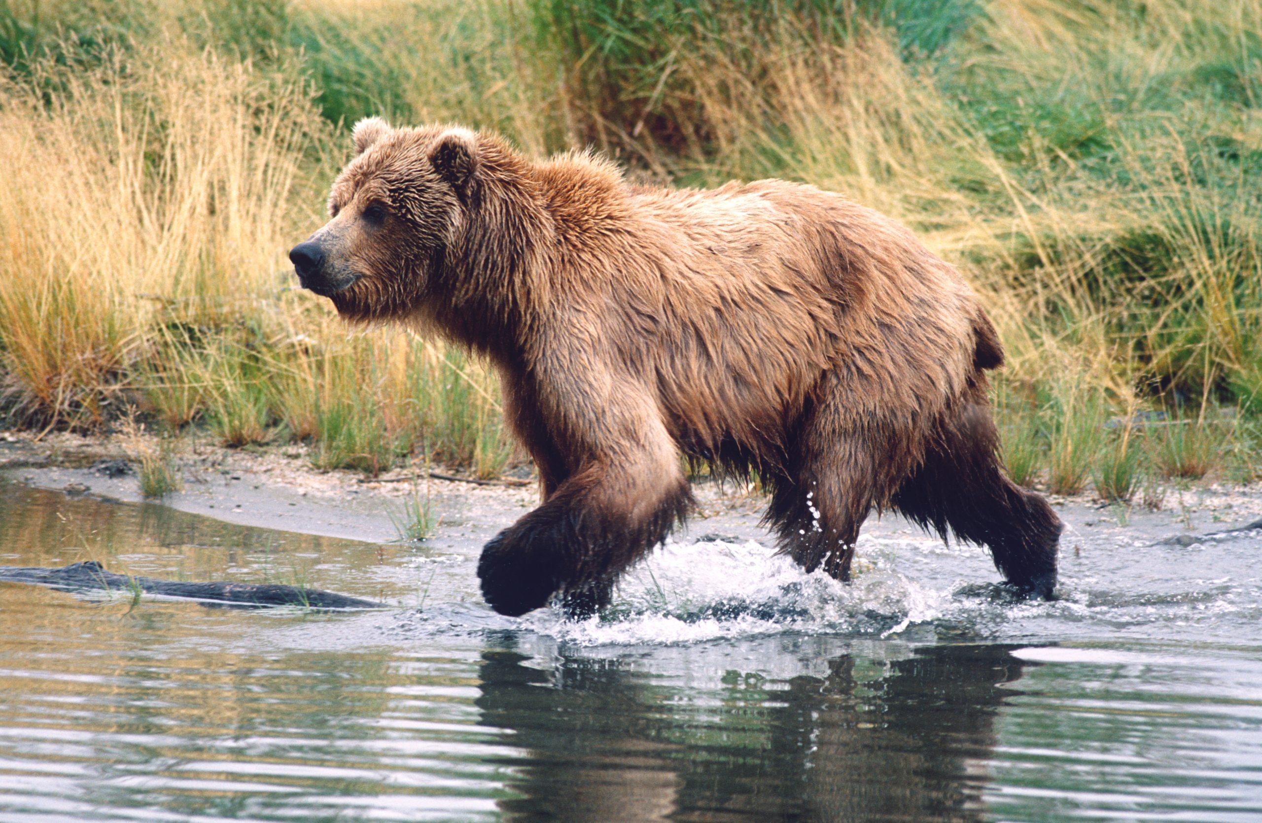 What Do Grizzly Bears Eat? And Other Fascinating Bear Facts - Wide Open ...