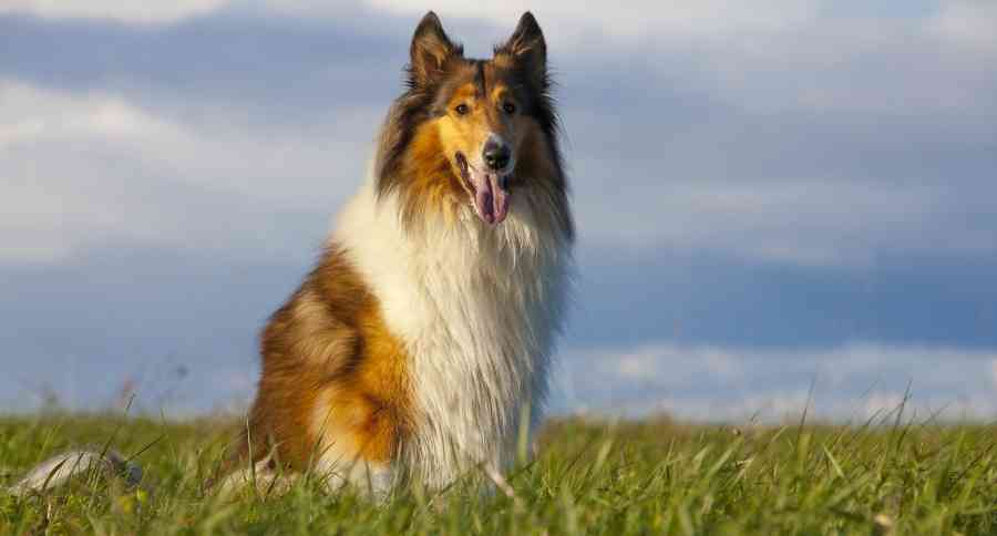 Where Did Lassie Go? - TuftsYourDog