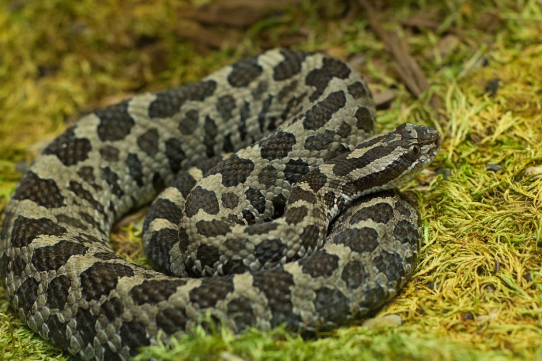 Eastern Massasauga Rattlesnake: The Most Elusive Rattler in America ...