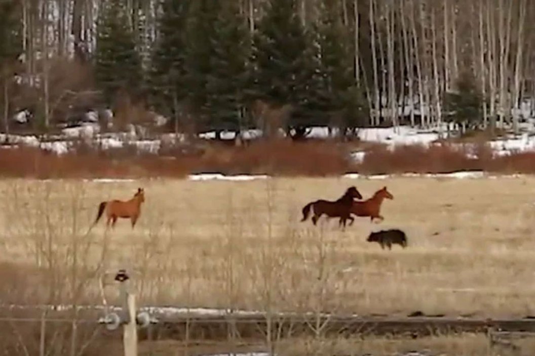 Grizzly Bear Chasing Horses: Video Shows Wild Horses Fleeing Predator