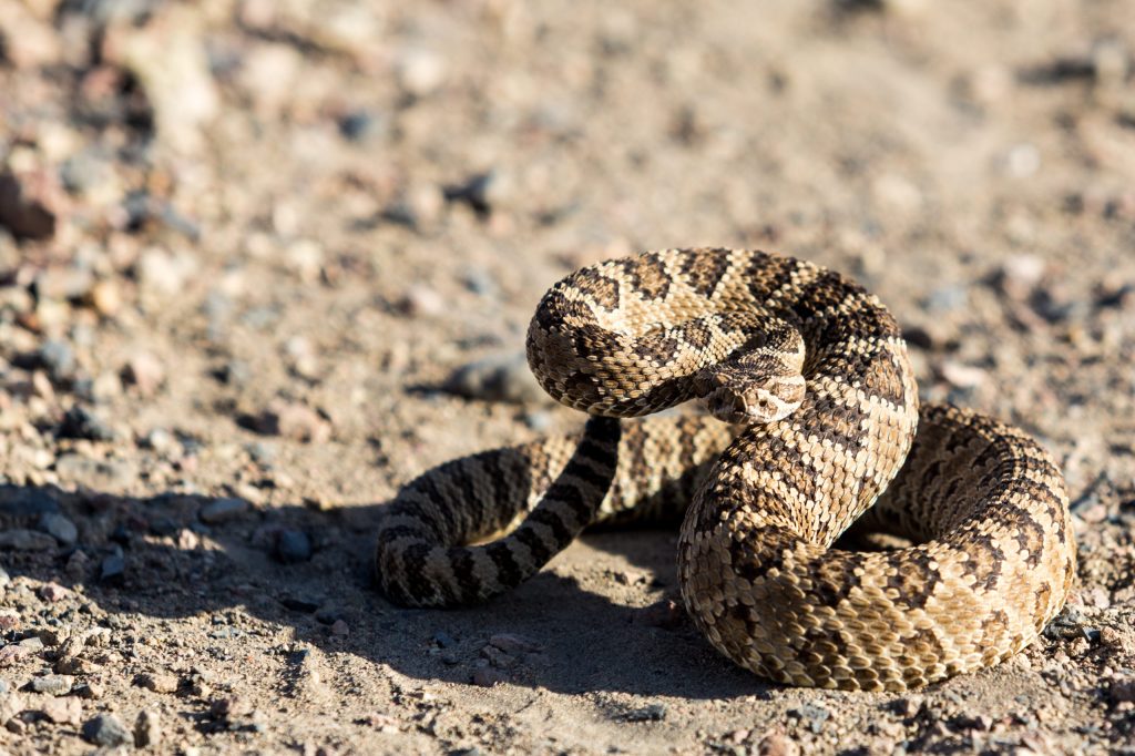 Snakes in Texas: How to Identify Venomous Texas Snakes