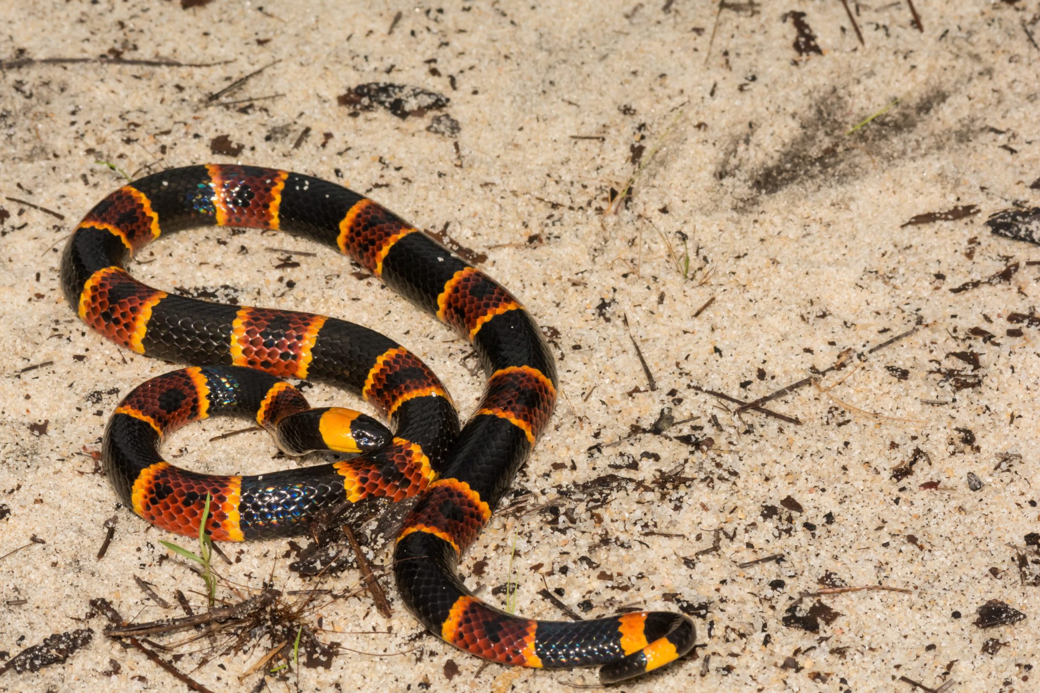 Snakes in Texas: How to Identify Venomous Texas Snakes