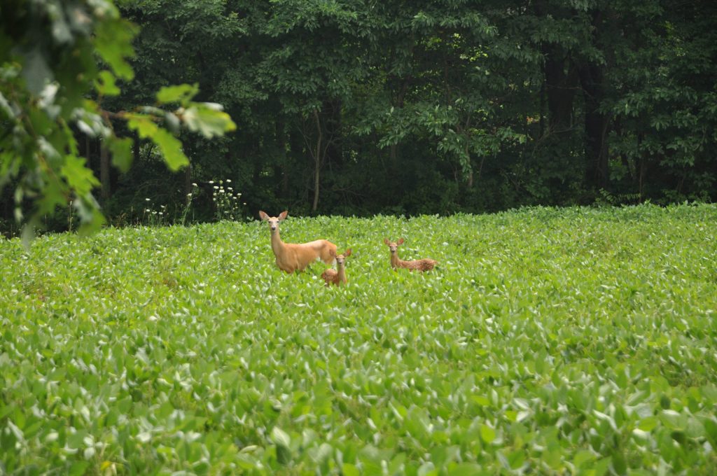 Abandoned Fawns: What to Do If You Find One