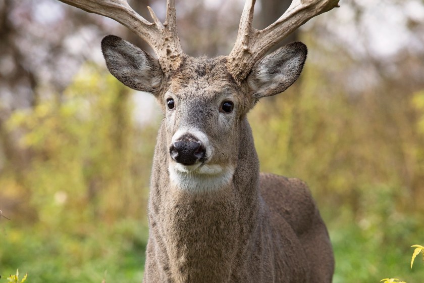 How to Score a Buck in 5 Easy Steps - Wide Open Spaces