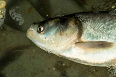 Breaking Down the Asian Carp Disaster - Wide Open Spaces