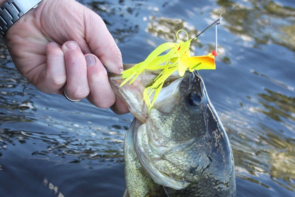 Soft or hard lure? : r/bassfishing