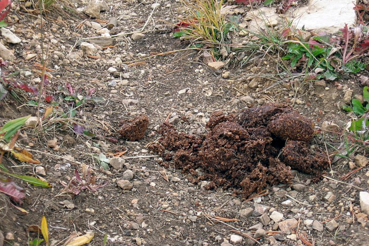 Raccoon Scat: How to Identify It and Why It Can Be Dangerous