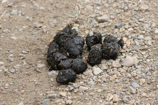 Bear Scat: How to Identify Poop From the Most Common Species