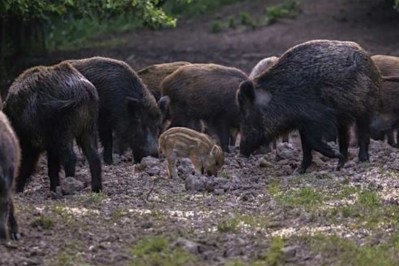 10 of the Best States for Hog Hunting - Wide Open Spaces