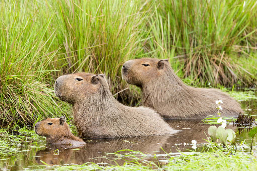 Capybara Pets: How To Get One + What They Need To Be Happy