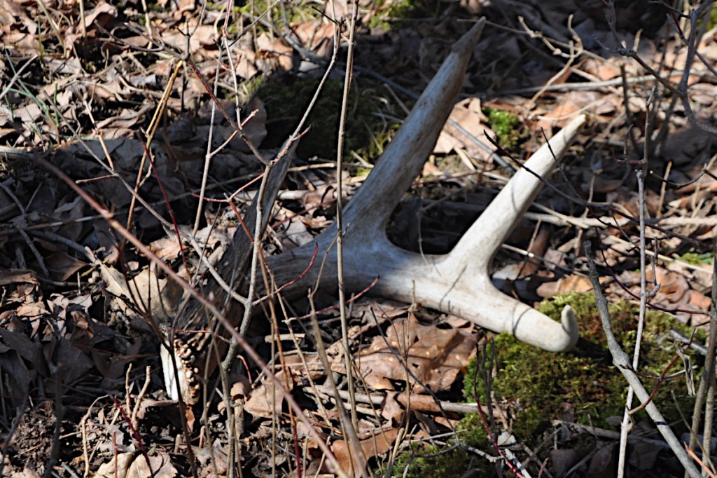 How and Why Deer Shed Their Antlers Every Year