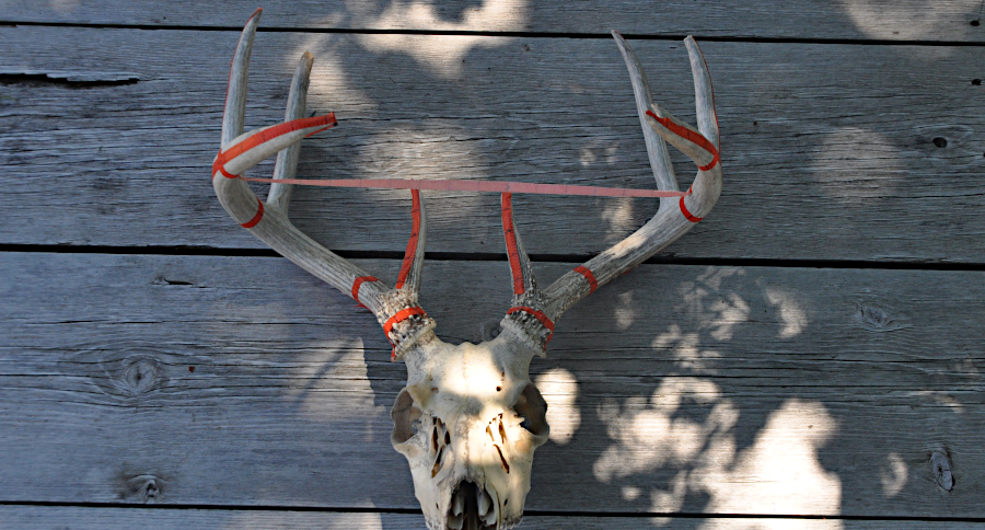 Scoring Tiffany's Buck with Wildgame Innovations Trophy Tape