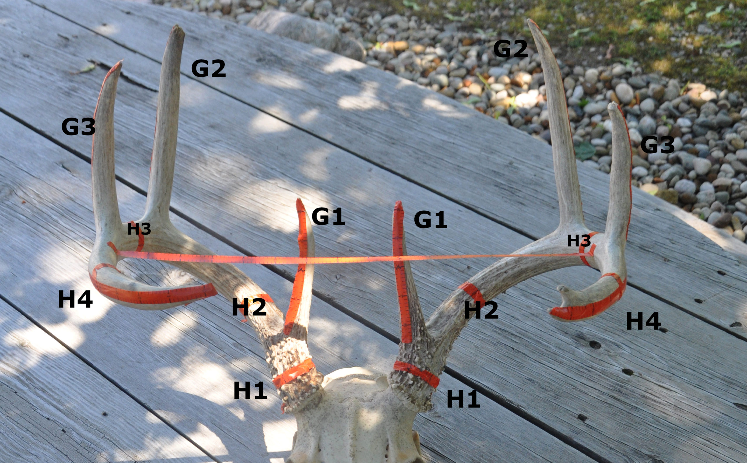 How To Score A Buck In 5 Easy Steps - Wide Open Spaces