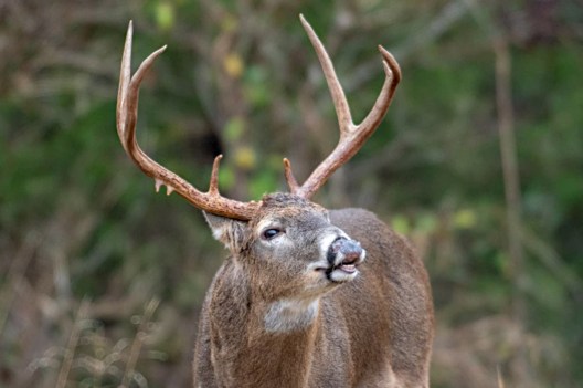 Deer Nicknames: 65 Monikers for That Big Buck On Your Hit List