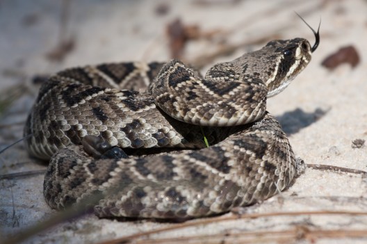 Snakes in Texas: How to Identify Venomous Texas Snakes