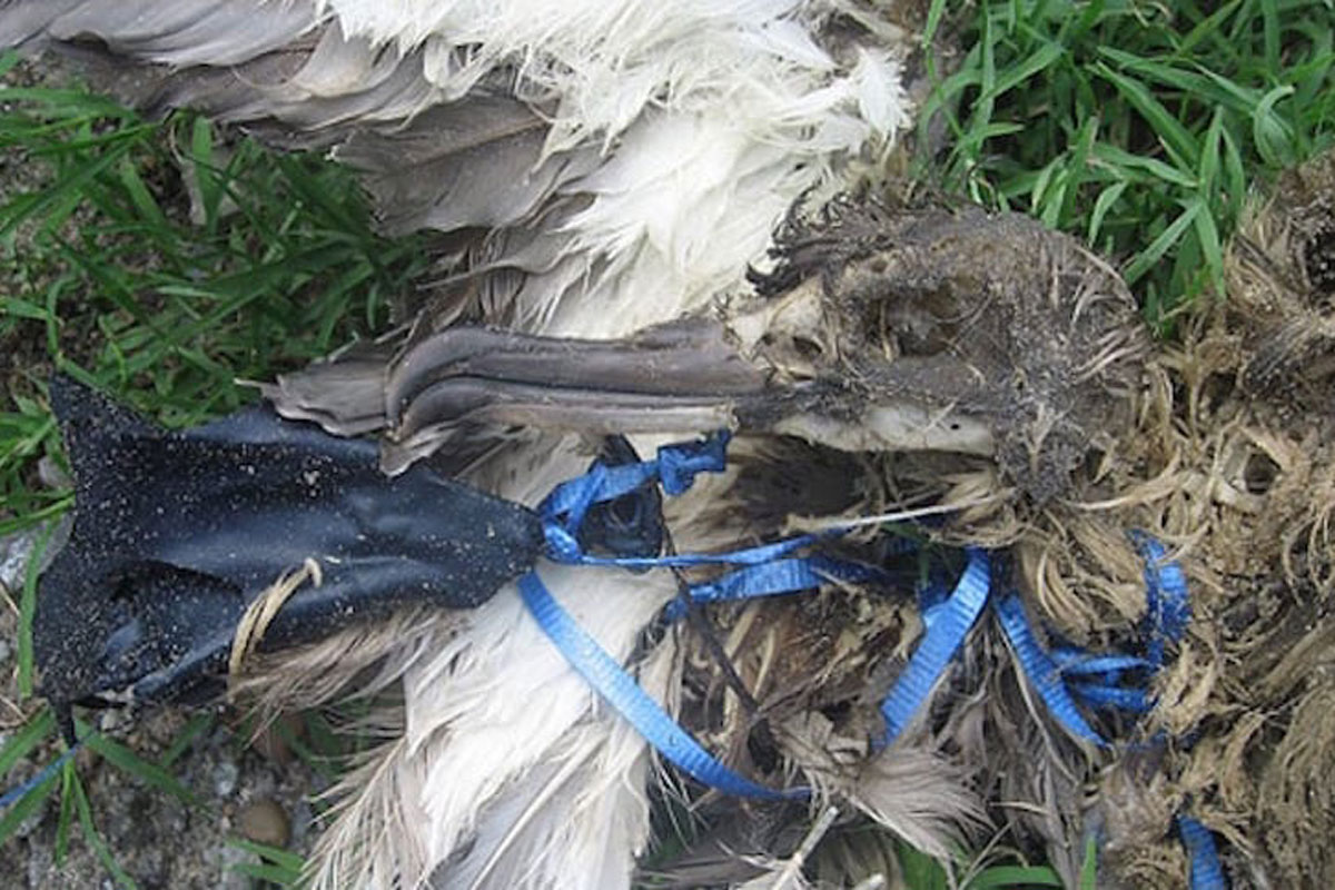 A Reminder From the USFWS: Please Don’t Release Your Balloons - Wide ...