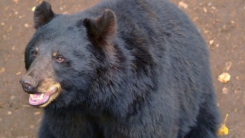 black bear