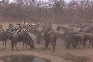 It's Lights Out for This Wildebeest After a Zebra Kick to the Head ...