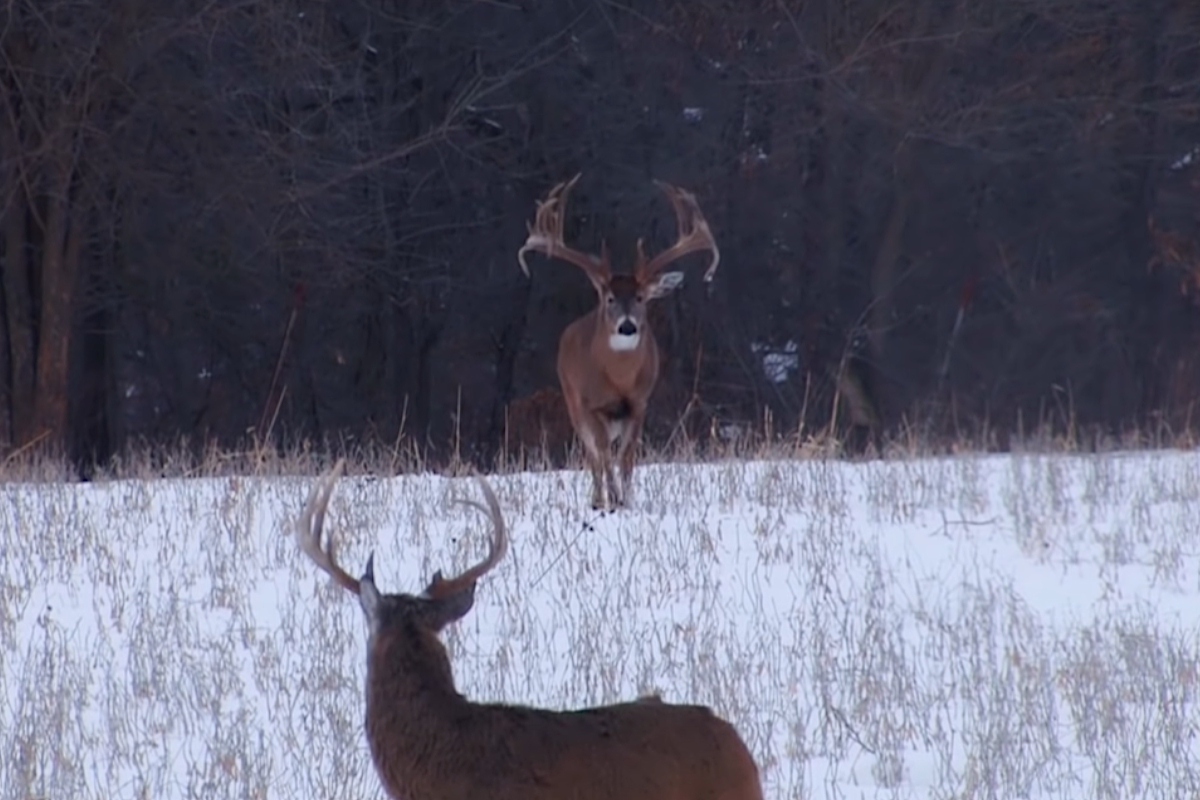 the-largest-wild-buck-ever-caught-on-camera-as-filmed-by-drury