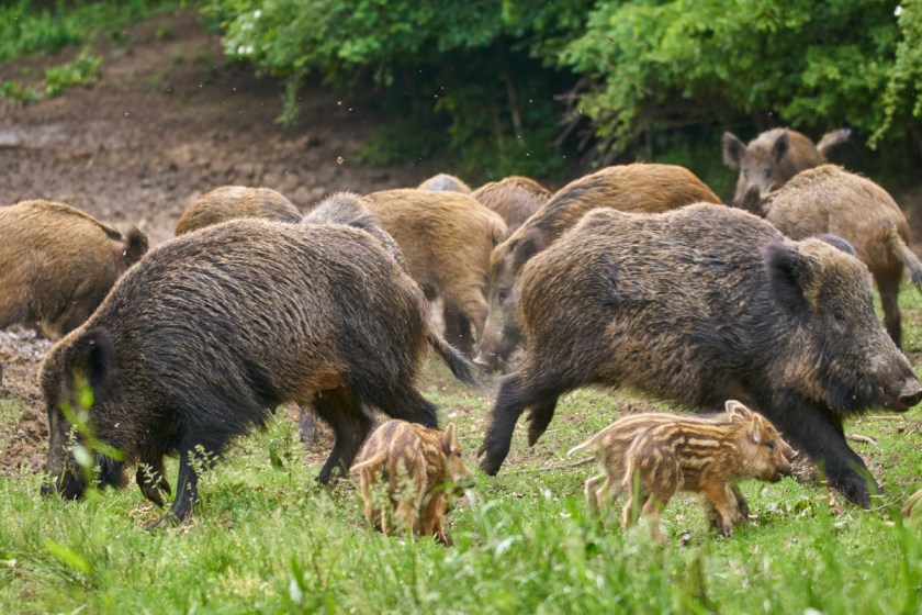 Sounder of Hogs Surrounds Man's Dog As He Helplessly Films From Tree ...