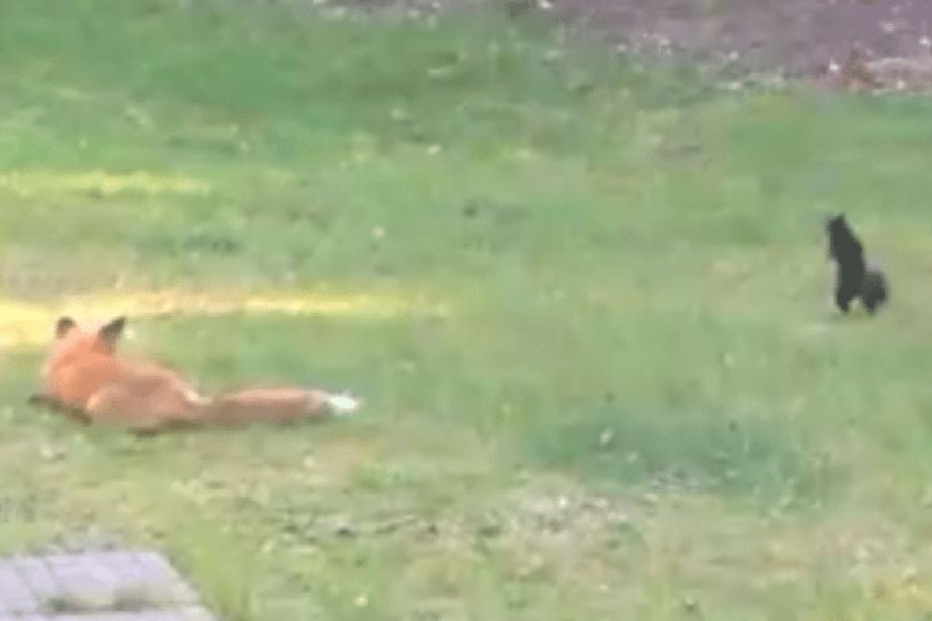 Squirrel Really Pushes Its Luck With Lazy Red Fox - Wide Open Spaces