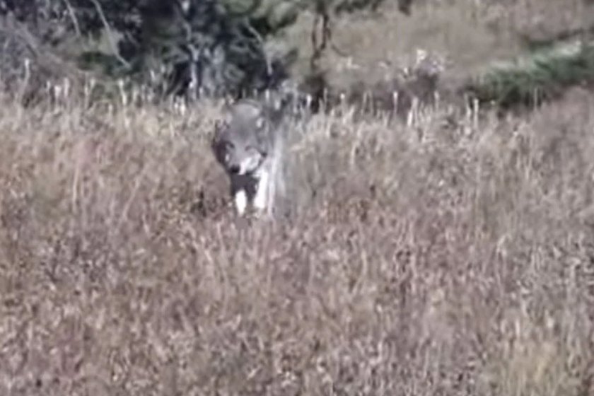 Wolves Completely Surround Group of Elk Hunters - Wide Open Spaces