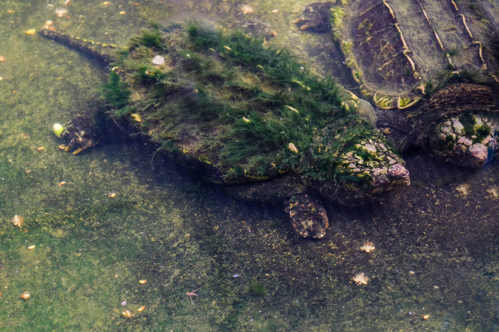 The Alligator Snapping Turtle: An Amazing Predator That Outlived the ...