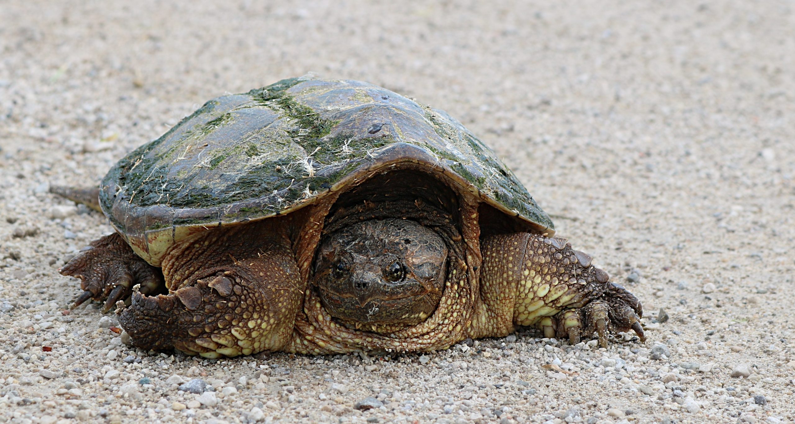 The Common Snapping Turtle: Fact and Fiction on This Fascinating ...