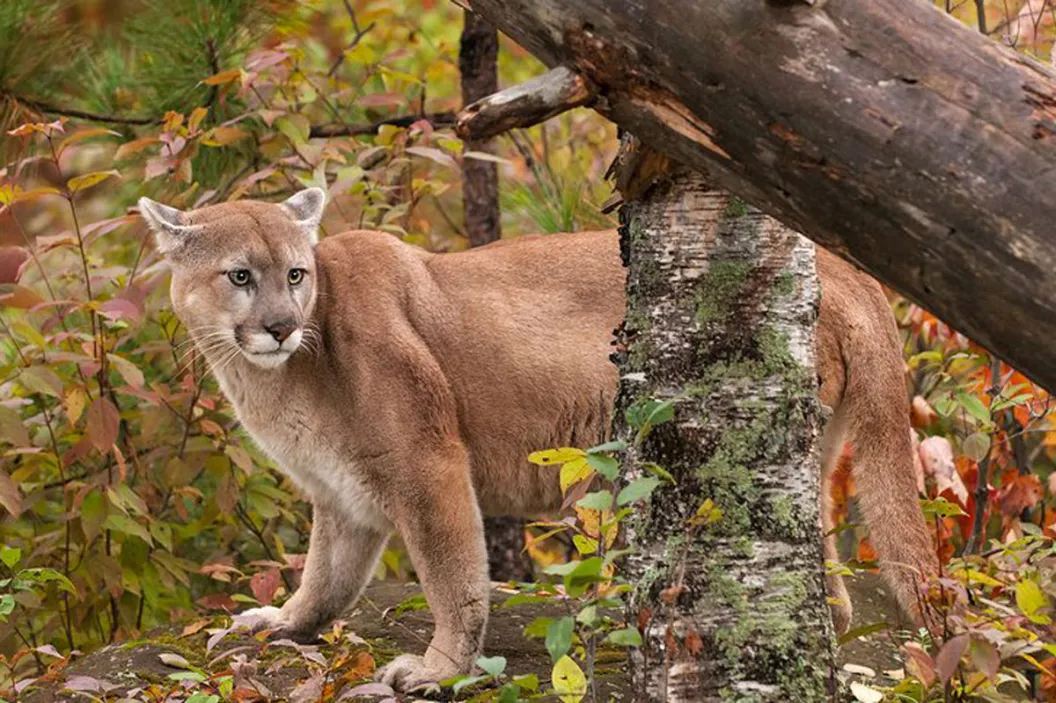 16-Year-Old Hunter Catches Rare Cougars on Camera - Wide Open Spaces