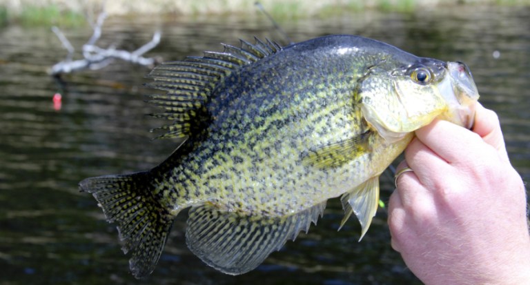 Gigantic 4 lbs 8.8 oz State Illinois Record Crappie Confirmed a Hybrid ...