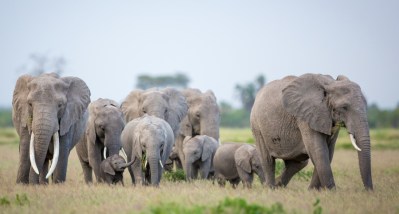 Poacher Who Killed Over 500 Elephants Gets 30 Years in Congo's First ...