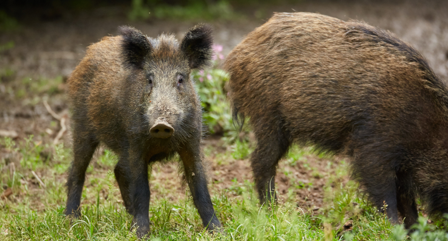 Louisiana Regulation Change Allows Hog Hunting at Night - Wide Open Spaces
