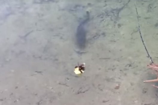 Largemouth Bass Makes Duckling Disappear In An Instant - Wide Open Spaces