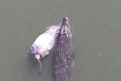 18-Foot Crocodile Drags Full-Grown Cow Down the River - Wide Open Spaces