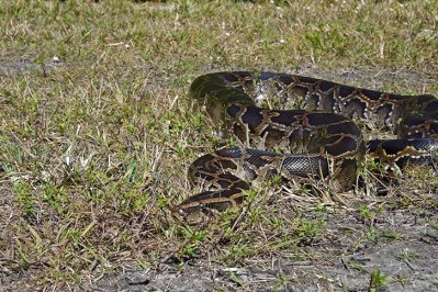 A little snake's big gulp may put all other snakes to shame