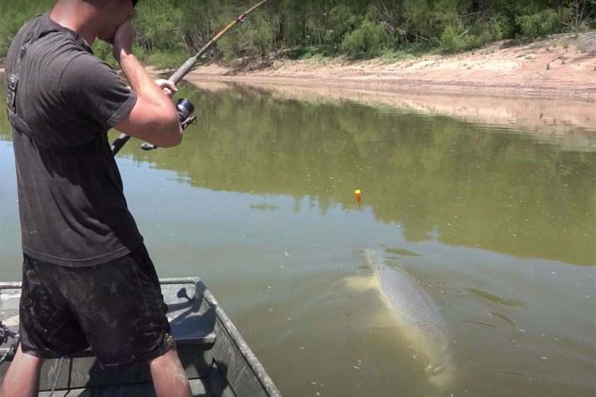 7-Foot, 230-Pound Alligator Gar Drags Jon Boat Around Texas River ...