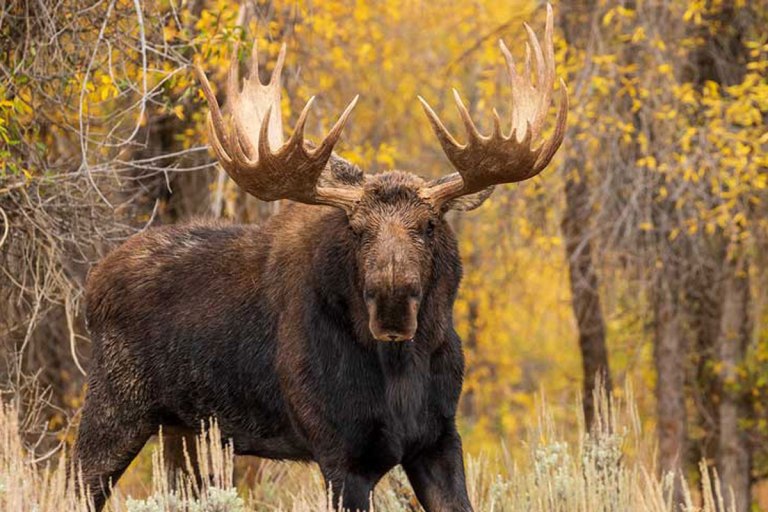 Moose Hunting: 10 Best Places to Harvest a Moose in the U.S.