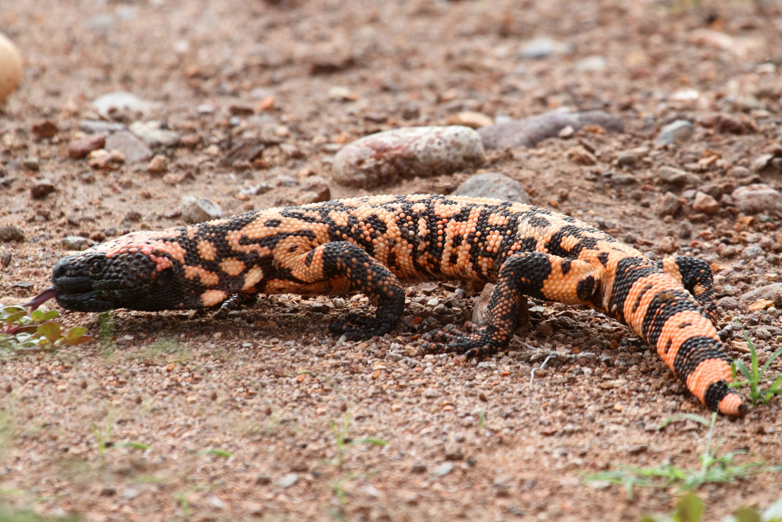 The Gila Monster Americas Fascinating Venomous Lizard Wide Open Spaces