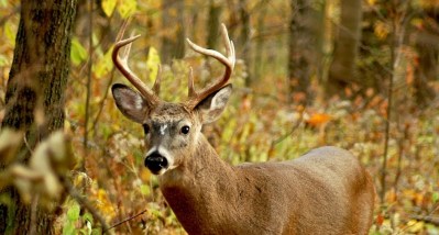 Indiana Deer Hunting: An Underrated State to Bag a Big Buck - Wide Open ...