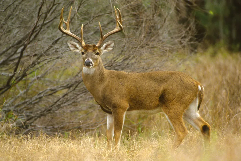 Smoking While Deer Hunting: Real Effects It Has on Deer Behavior