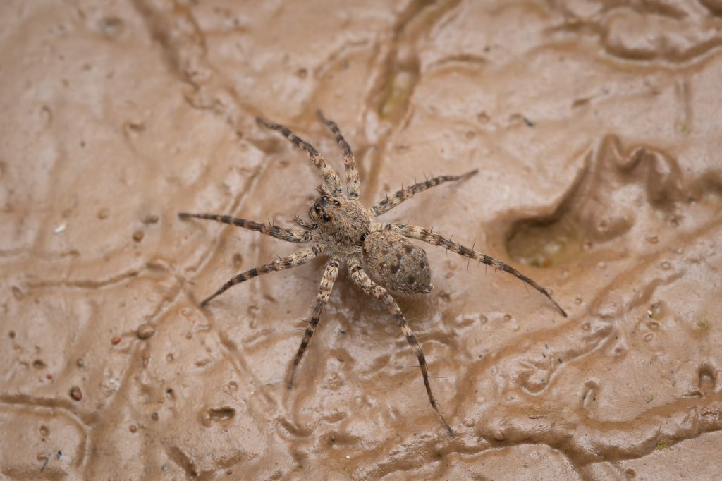 The Wolf Spider: A Creepy Predator Found Practically Everywhere - Wide ...