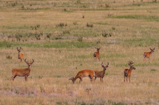 Teenage Girl Downs 40-Point Buck Scoring Over 280 Inches in Kansas ...