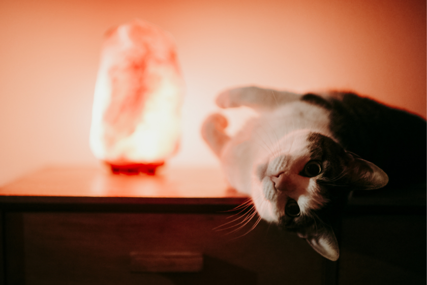 salt-lamps-and-cats-glowing-calm-and-dangerous-to-feline-friends