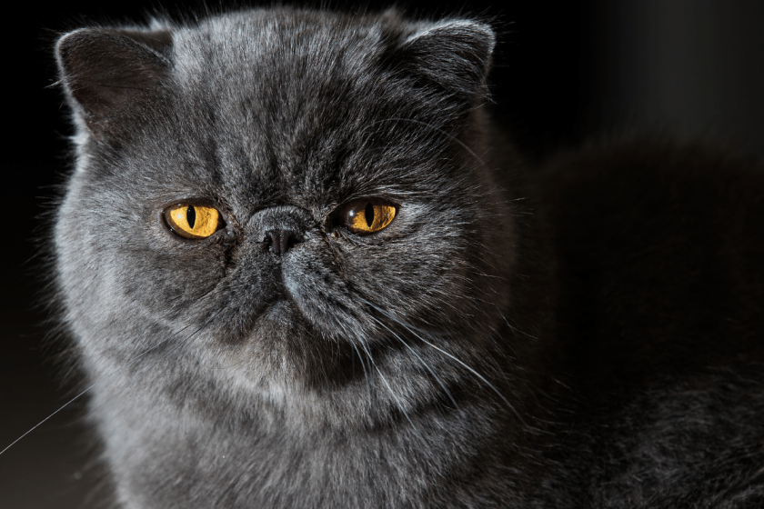 Flat-Faced Cats: Breeds With Plumb Noses + Common Health Issues