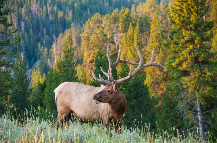 Moose vs. Elk: Key Species Differences