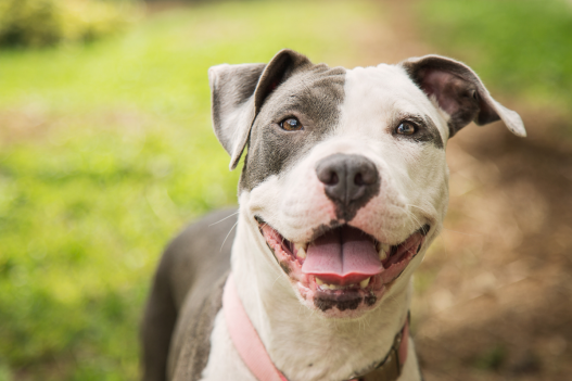 10 Smiling Pit Bulls That Will Melt Your Heart